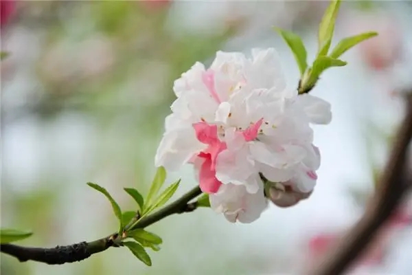 u=3020103981,761243427&fm=253&fmt=auto&app=138&f=JPEG.webp.jpg