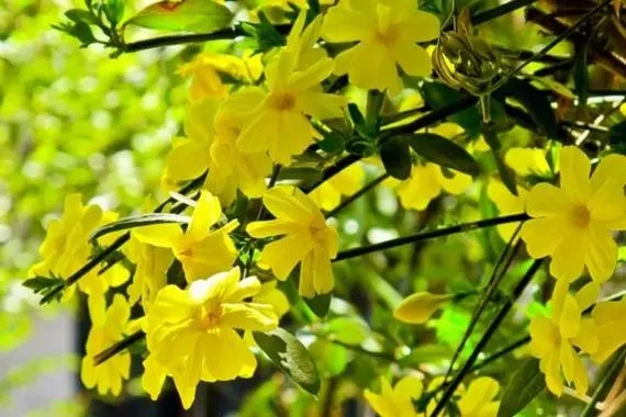 u=4223769328,2165110513&fm=253&fmt=auto&app=138&f=JPEG.webp.jpg