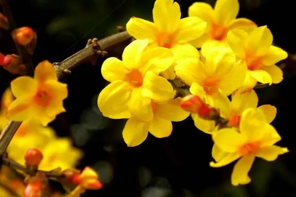 u=1956573398,552721311&fm=253&fmt=auto&app=138&f=JPEG.webp.jpg