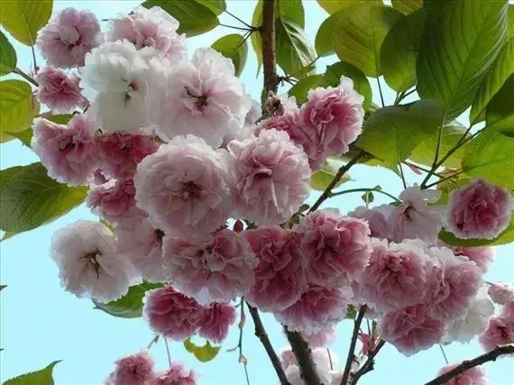 u=2223292660,108008544&fm=253&fmt=auto&app=138&f=JPEG.webp.jpg