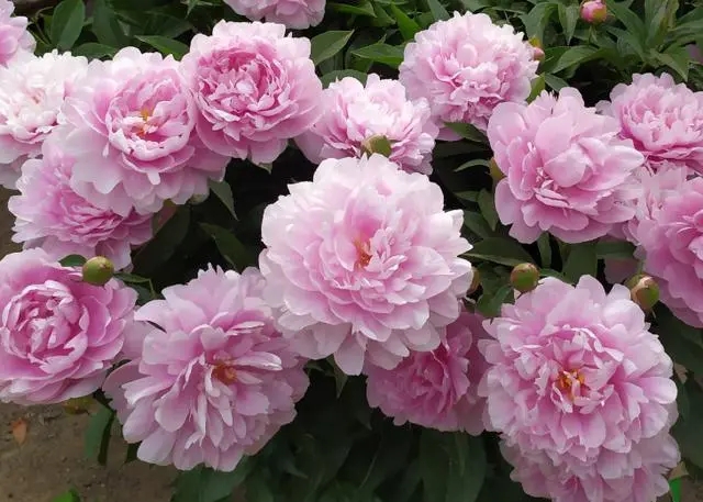u=3932500318,277600676&fm=253&fmt=auto&app=138&f=JPEG.webp.jpg