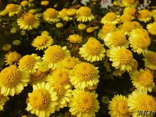 u=592376345,1328571707&fm=253&fmt=auto&app=138&f=JPEG.webp.jpg