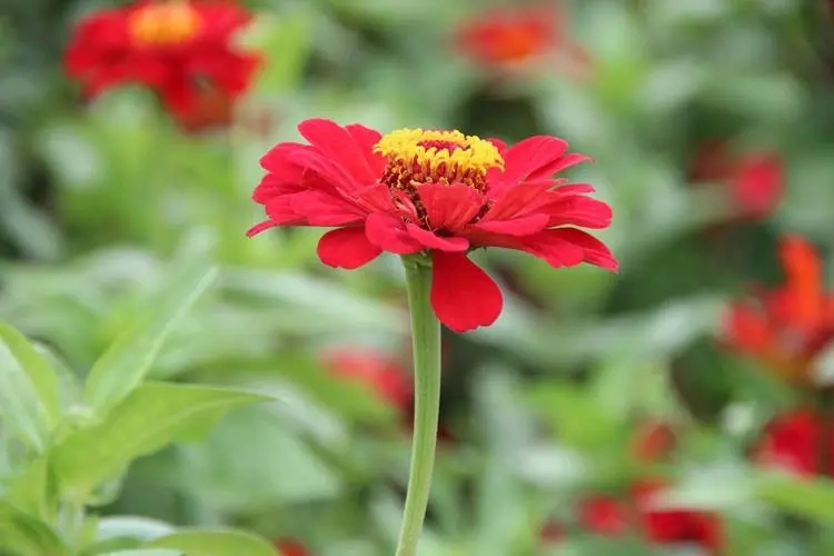 u=4191806694,1793393946&fm=253&fmt=auto&app=138&f=JPEG.webp.jpg