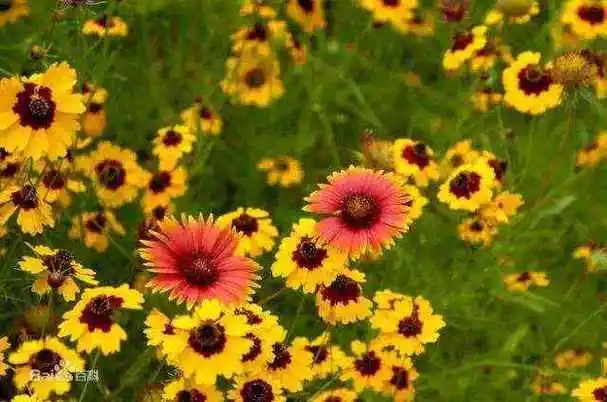 u=603332226,4130209103&fm=253&fmt=auto&app=120&f=JPEG.webp.jpg