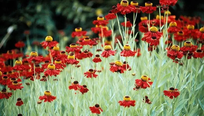 u=2413722482,2310393899&fm=253&fmt=auto&app=138&f=JPEG.webp.jpg