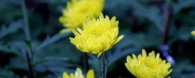 u=2926706074,548387181&fm=253&fmt=auto&app=138&f=JPEG.webp.jpg