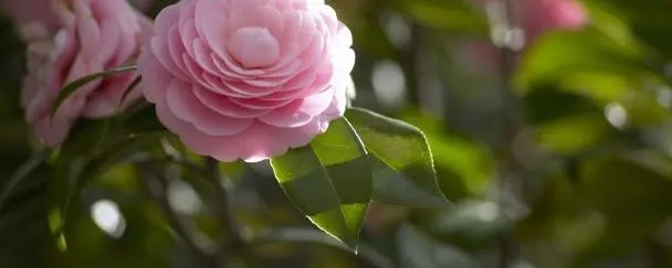 u=1169672763,3019833699&fm=253&fmt=auto&app=138&f=JPEG.webp.jpg
