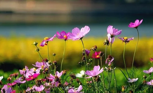u=1539461683,3341589708&fm=253&fmt=auto&app=138&f=JPEG.webp.jpg
