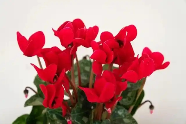 u=4290867907,4133307582&fm=253&fmt=auto.webp.jpg
