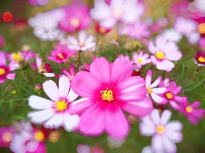 u=2542172747,3369326393&fm=253&fmt=auto&app=138&f=JPEG.webp.jpg