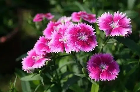 u=2618890883,397789088&fm=253&fmt=auto.webp.jpg