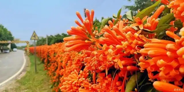 u=2719922335,2153163299&fm=253&fmt=auto&app=120&f=JPEG.webp.jpg