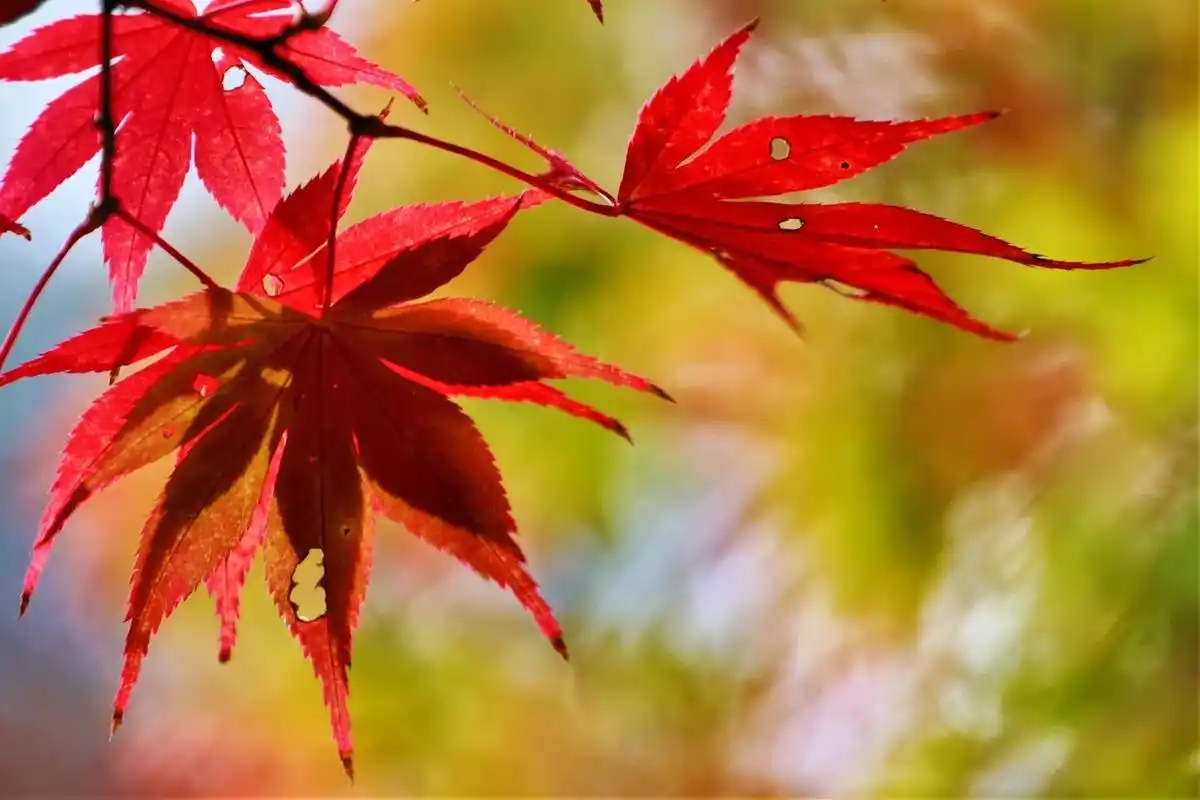 u=351184823,2594256377&fm=253&fmt=auto&app=138&f=JPEG.webp.jpg