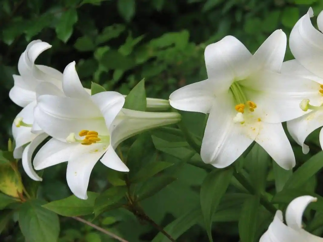 u=2798349843,381873280&fm=253&fmt=auto&app=120&f=JPEG.webp.jpg