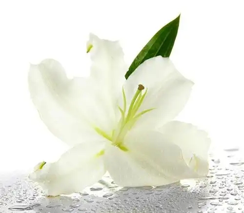 u=411214786,4198098774&fm=253&fmt=auto&app=138&f=JPEG.webp.jpg