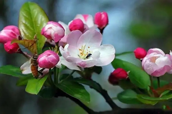 u=1830475673,1753340783&fm=253&fmt=auto&app=138&f=JPEG.webp.jpg