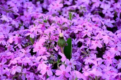 u=241189339,2948493464&fm=253&fmt=auto&app=138&f=JPEG.webp.jpg