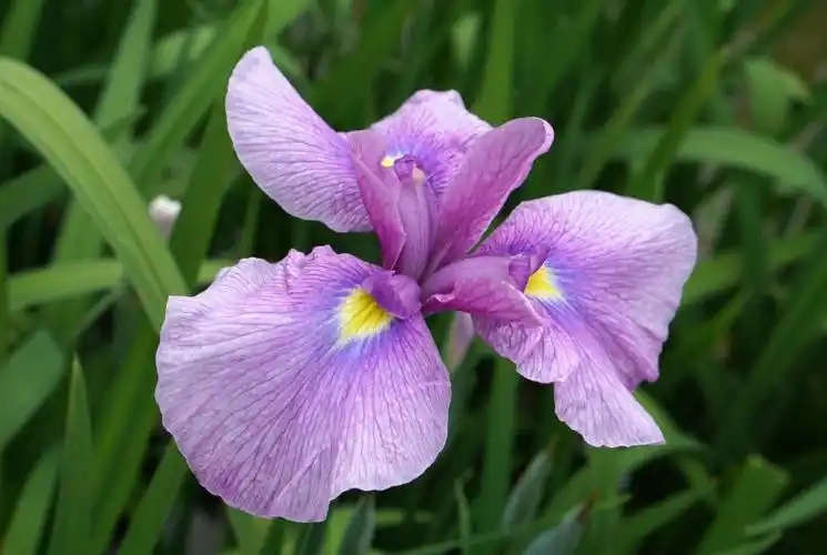 u=3804531693,1754918163&fm=253&fmt=auto&app=138&f=JPEG.webp.jpg
