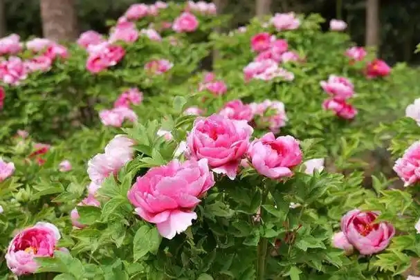 u=2964872762,3284332577&fm=253&fmt=auto&app=120&f=JPEG.webp.jpg