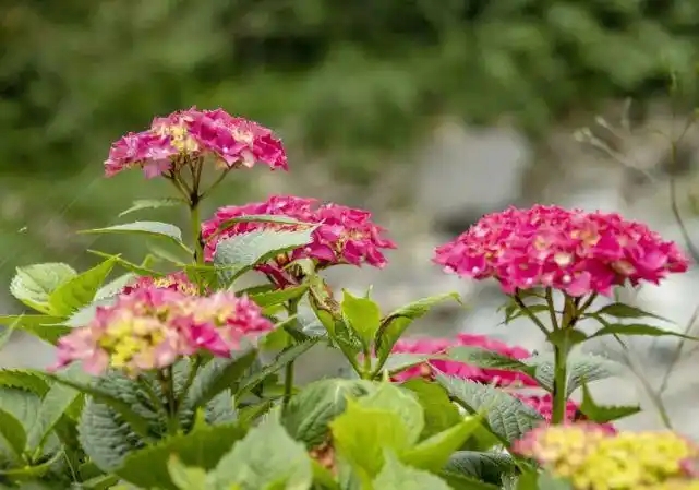 u=4076985932,1500010128&fm=253&fmt=auto&app=138&f=JPEG.webp.jpg