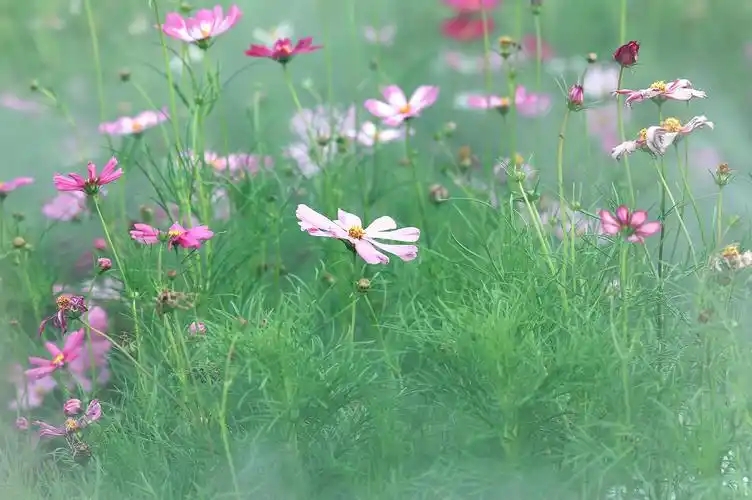 u=1202713290,363069622&fm=253&fmt=auto&app=138&f=JPEG.webp.jpg