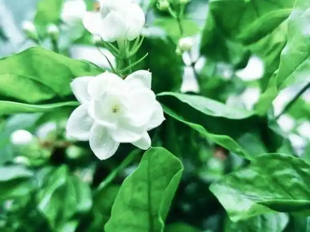 u=2245429036,3099070658&fm=253&fmt=auto&app=138&f=JPEG.webp.jpg
