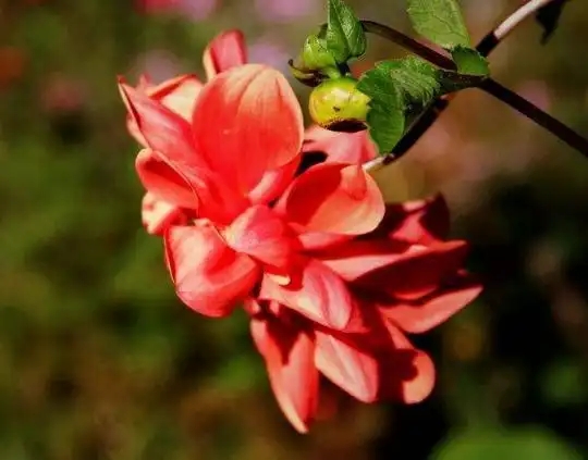 u=2915566274,204354860&fm=253&fmt=auto&app=138&f=JPEG.webp.jpg