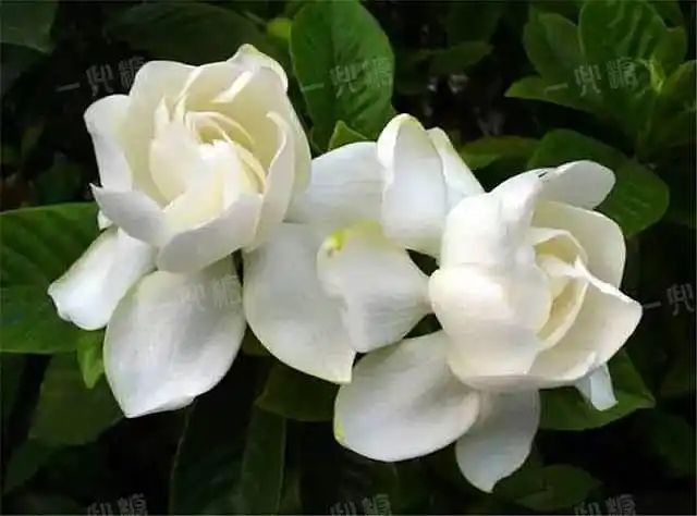 u=3545437918,2193691982&fm=253&fmt=auto&app=138&f=JPEG.webp.jpg