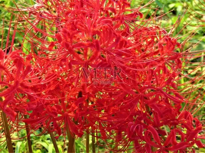 u=2932197543,2332231159&fm=253&fmt=auto&app=138&f=JPEG.webp.jpg