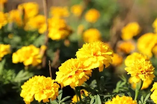 u=2242088907,2103910477&fm=253&fmt=auto&app=138&f=JPEG.webp.jpg