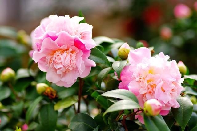 1762915892372769.jpg u=3171415653,190553411&fm=30&app=106&f=JPEG.jpg