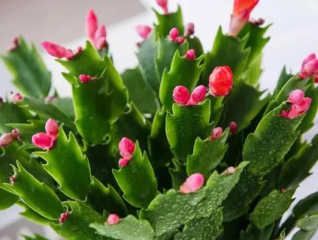 1762926462300455.jpeg 5bafa40f4bfbfbed34ef9c814ba4753faec31f73.jpeg