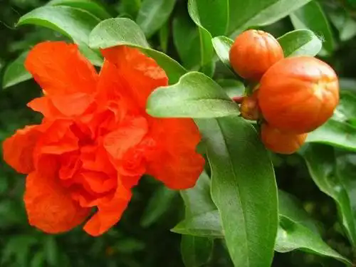 1762927251595560.png u=1036355092,3198403848&fm=253&fmt=auto&app=138&f=JPEG.webp.png